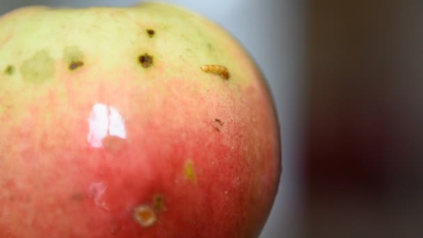 Wurm Apfel Madenlarve frisst Apfel, Wurm guckt aus rotem Apfel - Filmmaterial, Video