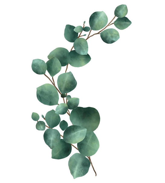 Ilustração aquarela de folhas verdes eucalipto. Ideia para decorar arte, livros infantis, desenhos animados, adesivos, cartaz, banner, livros, convites decorativos - Foto, Imagem