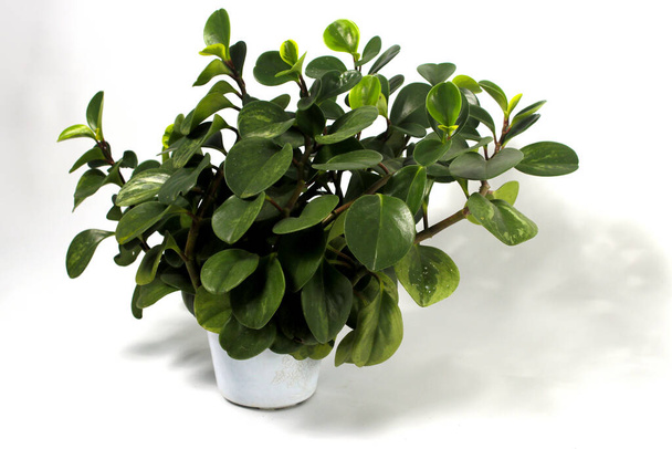 Green peperomia plant (Baby Rubber Plant, Peperomia Obtusifolia) on white pot isolated on white background. - Фото, зображення