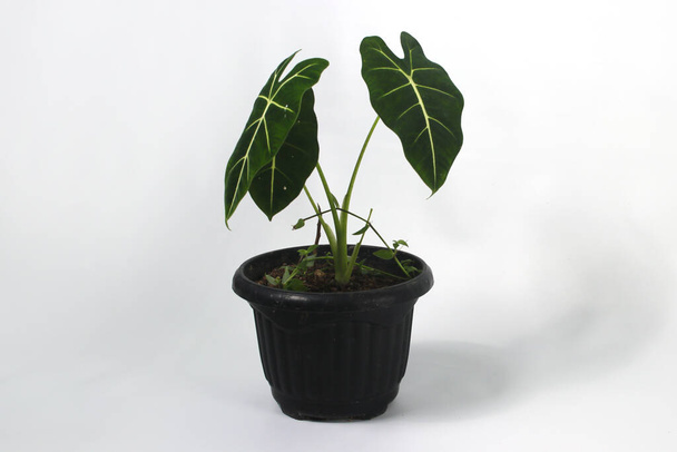 Alocasia Green Velvet (Alocasia micholitziana Frydek) sur des pots noirs isolés sur fond blanc. - Photo, image