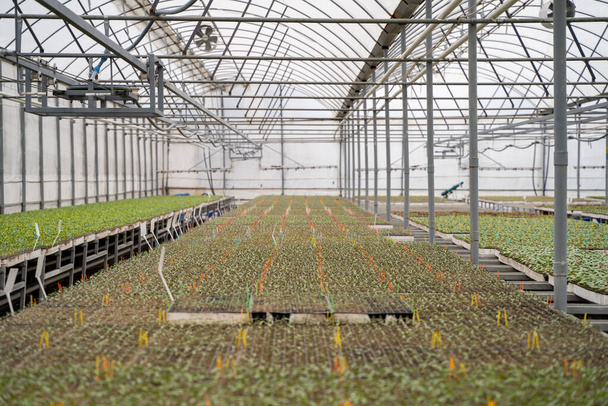 Plántulas de pepino en el invernadero
 - Foto, imagen
