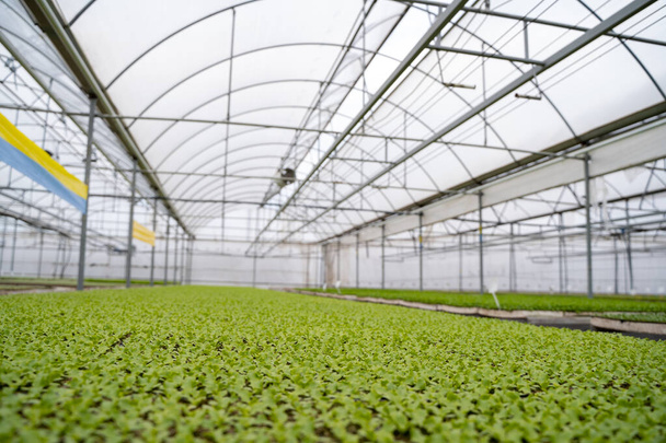 Plántulas de Capsicum en el invernadero - Foto, imagen
