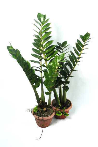Zamioculcas op een rode pot geïsoleerd op witte achtergrond. Ook bekend als Zanzibar edelsteen, ZZ plant, Zuzu plant, aroid palm, eeuwigheid plant, smaragd palm, en Pohon Dolar. - Foto, afbeelding