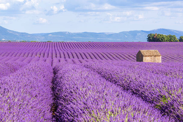 Provence, Purple Lavender field at sunset, Valensole Plateau.  - Photo, Image