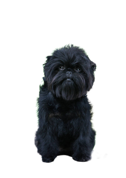 Affenpinscher isolate on white background - Photo, Image