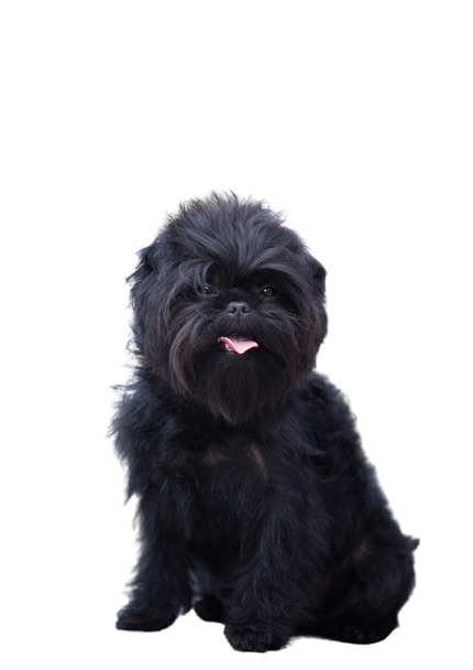 Affenpinscher isolate on white background - Photo, Image
