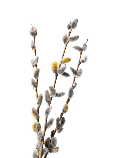 Beautiful blooming willow branches isolated on white - Photo, image