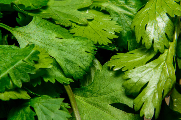 green leaves of a bush - Fotografie, Obrázek