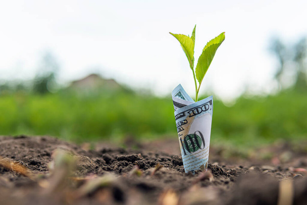 the 100 Dollar bill is planted in the ground. The concept of profitability from agriculture, crop production and environmental products. Profitable crop production - Photo, Image