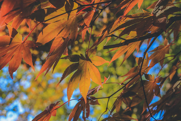 Дерево в осенний сезон в Ширава Го, Япония 1 Ноя 2013 - Фото, изображение