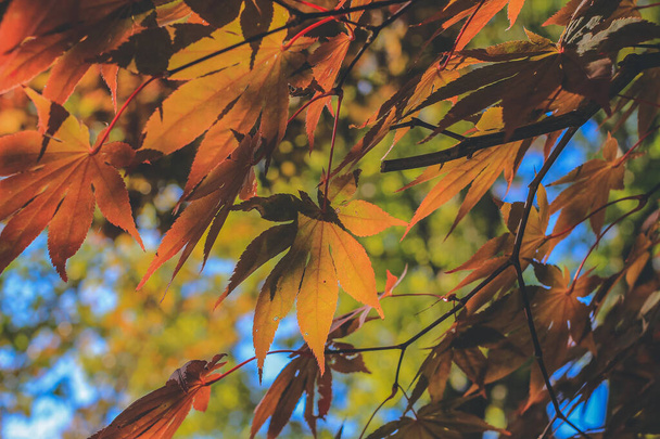 el árbol en la temporada de otoño en Shirakawa go, Japón 1 Nov 2013 - Foto, imagen