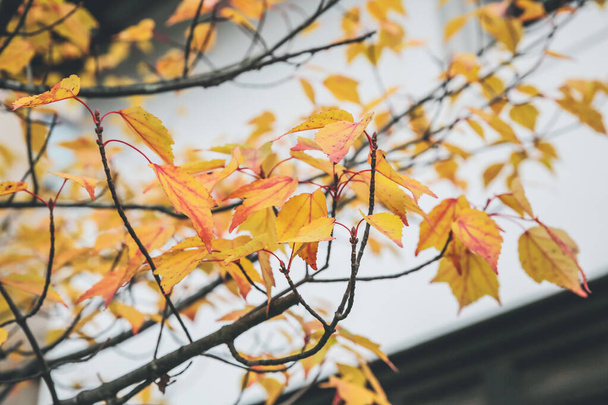 Чудове жовте листя осені в Япані - Фото, зображення