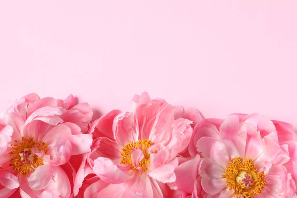 Beautiful peonies on pink background, flat lay. Space for text - Fotografie, Obrázek