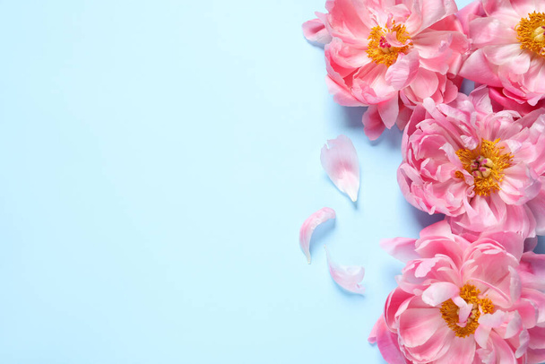 Beautiful pink peonies on light turquoise background, flat lay. Space for text - 写真・画像