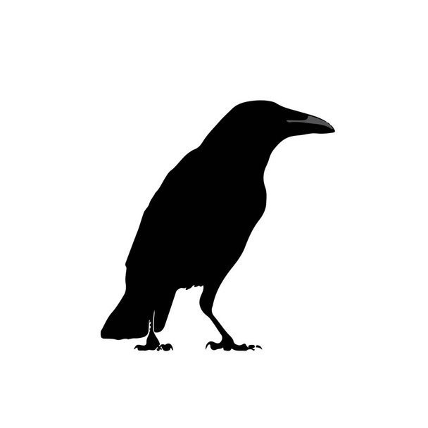 Чёрный силуэт пингвина - Вектор,изображение