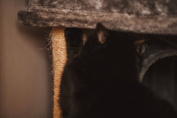 Posto de arranhões para gatos no interior do apartamento. Atividade para um animal de estimação doméstico. - Foto, Imagem