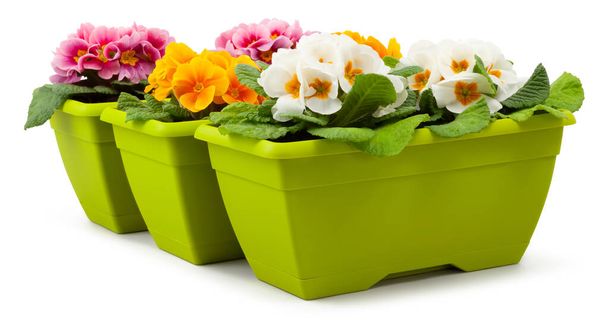 Spring time blossom of yellow and pink colorful Primroses flowers in green pots, front view close up isolated on white background with clipping path - Photo, Image