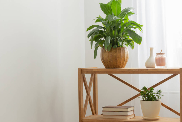 white home interior with houseplants on wooden shelf - Photo, Image
