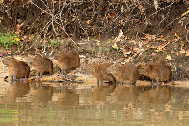 Group of Capybaras sitting on a river bank, North Pantanal, Brazil. - Photo, Image