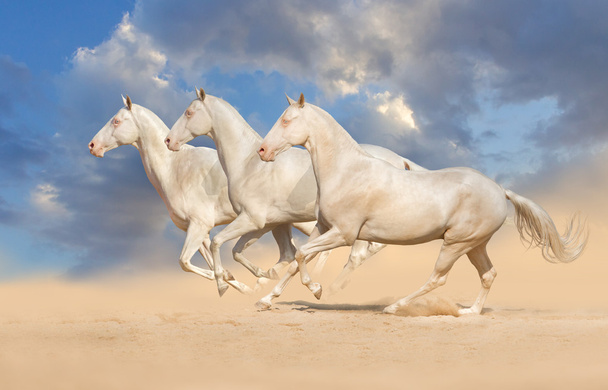 Skupina koně běžet - Fotografie, Obrázek