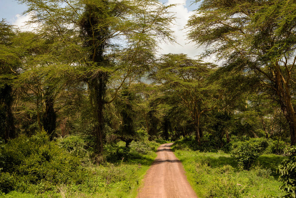 krásná africká cesta v lese v Tanzanii se stromy v národním parku Ngorongoro - Fotografie, Obrázek