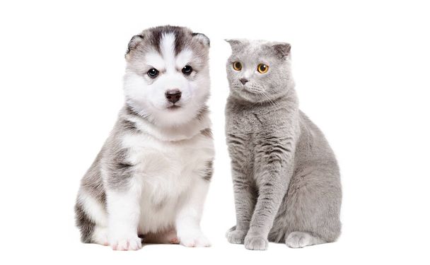 Cute siberian husky puppy and gray cat scottish straight sitting together isolated on white background - Foto, Bild