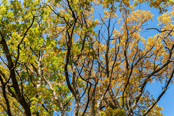 Luonto syksyllä. Monivärinen lehdet oksat, pensaita ja puita. Lämmin aurinkoinen päivä.  - Valokuva, kuva