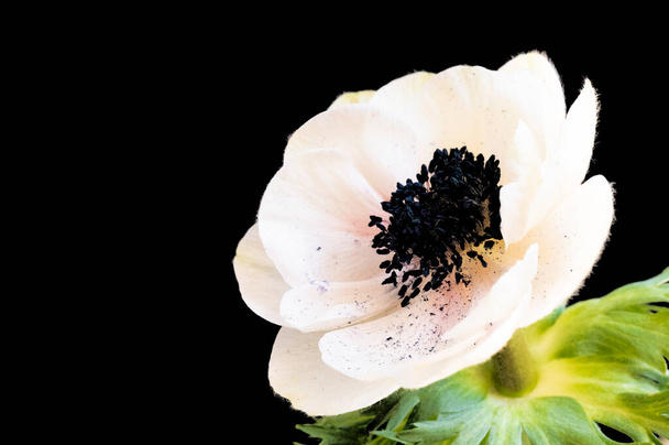 beautiful white flower on black background - Фото, зображення