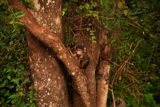 Il babbuino olivastro (Papio anubis) chiamato il babbuino Anubi della famiglia Cercopithecidae Baboon in Tanzania. Famiglia Fanny - Foto, immagini