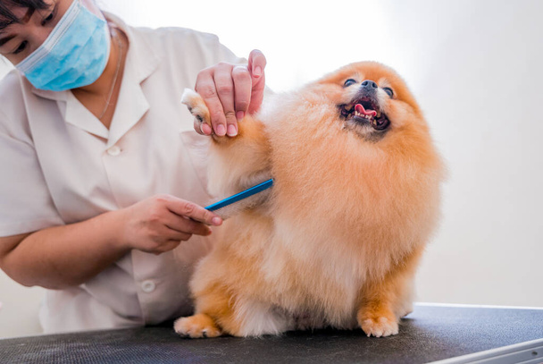 Groomer with protective face masks cutting Pomeranian dog at grooming salon - Zdjęcie, obraz