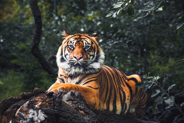 Tigre de frente para um galho de árvore - Foto, Imagem