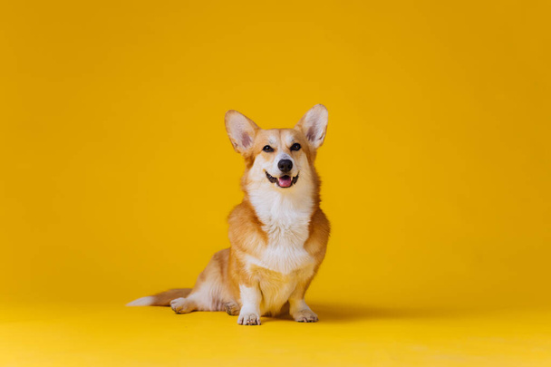 Imádnivaló aranyos walesi Corgi Pembroke ül sárga stúdió háttér. Legnépszerűbb fajta kutya - Fotó, kép
