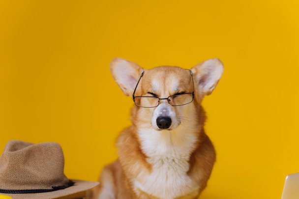 Smart carino gallese Corgi Pembroke in occhiali da vista con computer portatile e pila di libro sta studiando su sfondo giallo studio. Razza di cane più popolari - Foto, immagini