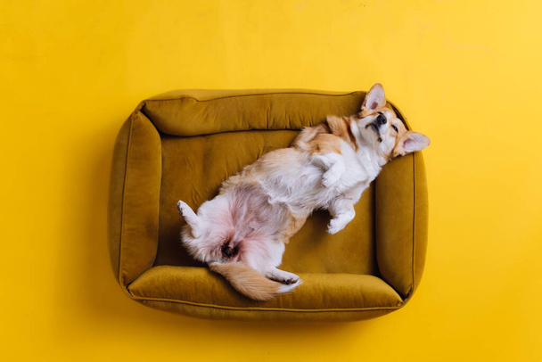 Αξιολάτρευτο χαριτωμένο Welsh Corgi Pembroke ύπνου και χαλάρωσης στο κρεβάτι του σκύλου σε κίτρινο φόντο στούντιο. Η πιο δημοφιλής ράτσα σκύλου. Έννοια διαφήμισης - Φωτογραφία, εικόνα