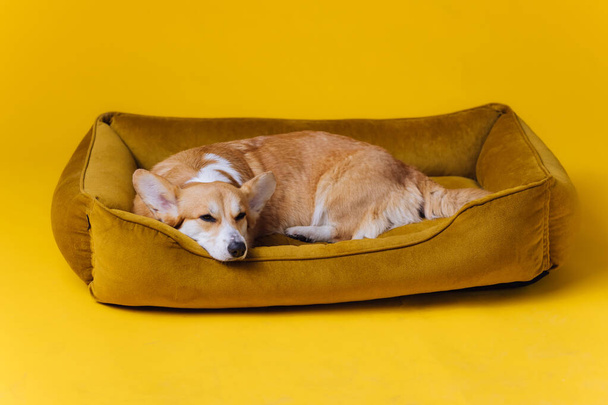 Adorable lindo galés Corgi Pembroke dormir y relajarse en cama de perro sobre fondo amarillo estudio. La raza más popular de Perro. Concepto publicitario - Foto, Imagen