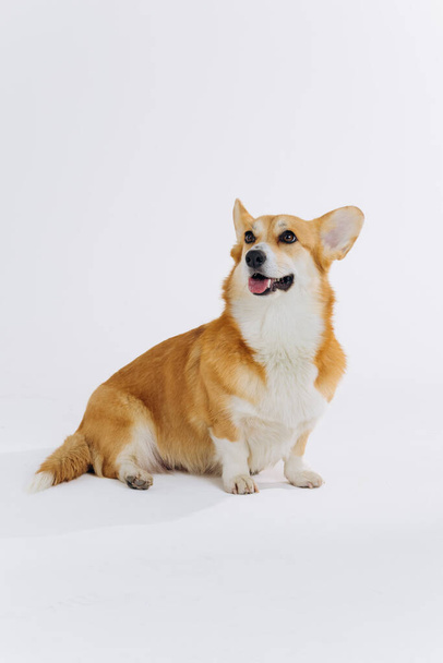 Adorable cute Welsh Corgi Pembroke sitting on white background and looking at side. Most popular breed of Dog - Фото, зображення
