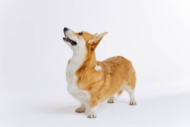 Adorable cute Welsh Corgi Pembroke sitting on white background and looking at side. Most popular breed of Dog - Foto, Imagen