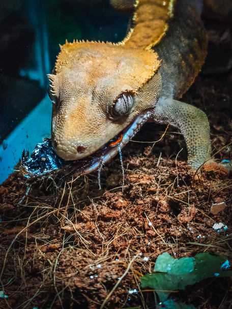 mis hermosos geckos de cresta en terrariurm - Foto, Imagen