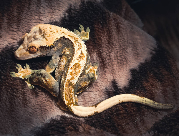 mis hermosos geckos de cresta en terrariurm - Foto, imagen
