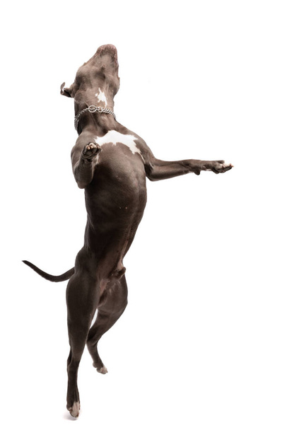 Picture of cute American Staffordshire Terrier dog enjoying a nice dance, wearing a leash at neck against white studio background - Фото, изображение