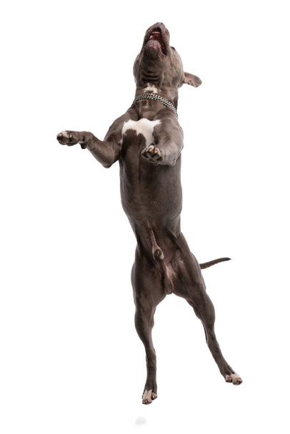 Immagine del bellissimo cane americano Staffordshire Terrier che vive il momento, indossando un guinzaglio al collo sullo sfondo bianco dello studio - Foto, immagini