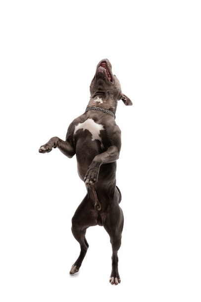 甘いアメリカン・スタッフォードシャー・テリアの犬のダンスの写真と大声で笑って、白いスタジオの背景に首にひもをつけて - 写真・画像