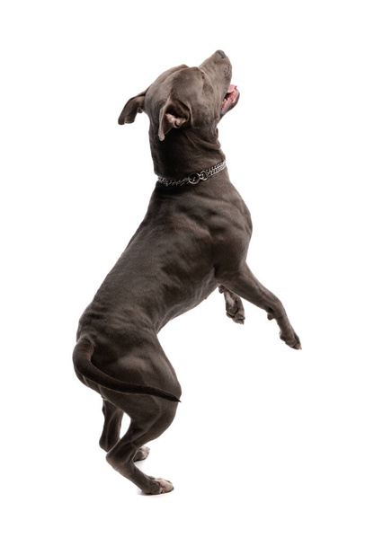 Şirin Amerikan Staffordshire Terrier köpeğinin beyaz stüdyo arka planına karşı boynunda tasmayla yan tarafa dönüp dans ettiği bir resim. - Fotoğraf, Görsel
