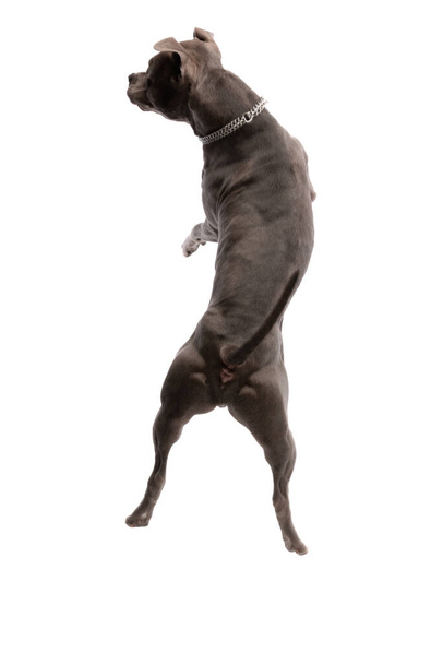 可愛いアメリカ人スタッフォードシャー・テリアの犬がカメラで尻を揺らし、白いスタジオの背景に首を突いて - 写真・画像