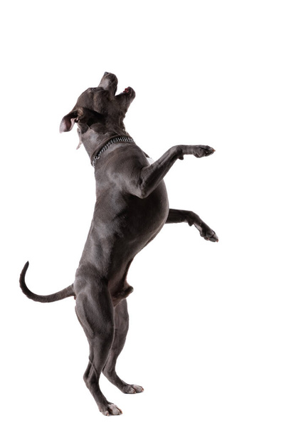 Picture of adorable American Staffordshire Terrier dog dancing on hind legs and singing, wearing a leash at neck against white studio background - Foto, immagini