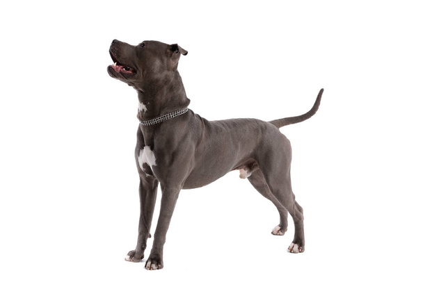 Immagine dell'adorabile cane americano Staffordshire Terrier che ansima e guarda di lato, indossando un guinzaglio al collo contro lo sfondo bianco dello studio - Foto, immagini