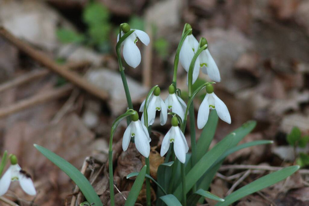 Spring Primroses, Snowdrops, Wood Squill, White Flowers - Photo, Image