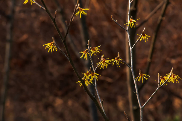 Flower of hamamelis intermedia in early spring. Hamamelis has gorgeous yellow flowers in early spring. - Photo, Image