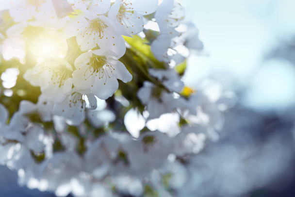 Kirsikankukkien kukat kevätpäivänä - Valokuva, kuva
