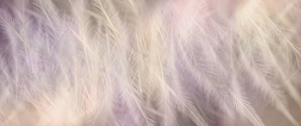 Hermoso fondo de plumas mullidas delicadas delicadas - plumas suaves delgadas delgadas al azar en tonos rosa melocotón pálido ideales para una invitación espiritual, vale de regalo, certificado, premio, anuncio o encabezado del sitio web - Foto, Imagen